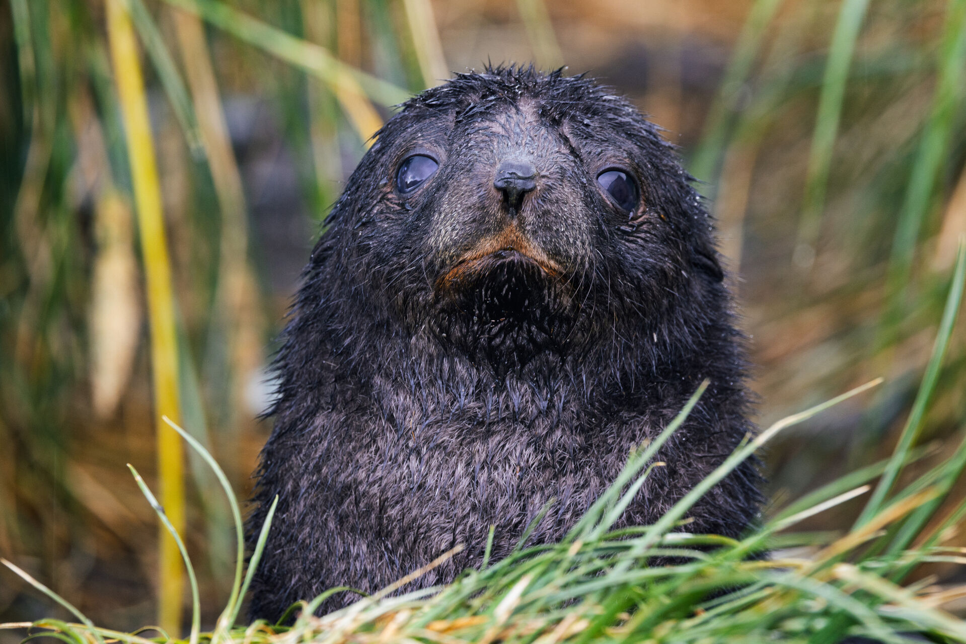 South Georgia Island Jeff Colhoun