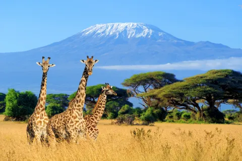 Kenya Giraffe