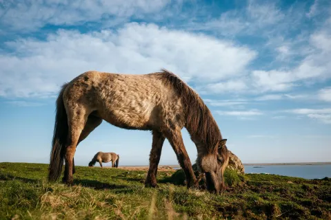 Icelandic Pony