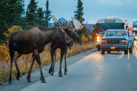 Moose
