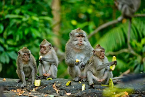 Ubud monkey