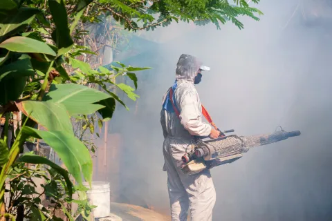 Dengue Fever