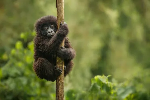 Wild mountain gorilla in the nature habitat. Very rare and endangered animal close up. 