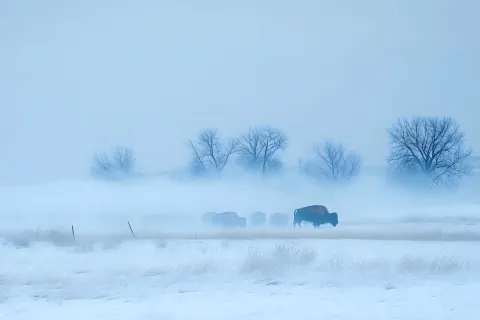 A herd of bison moving through a blizzard, their breath visible in the cold air.
