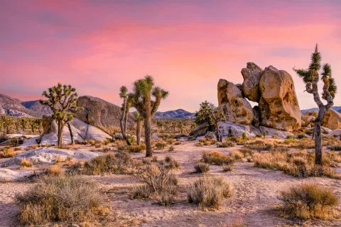 Joshua Tree and Joshua Tree Park during sunset