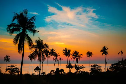 Palm trees at sunset