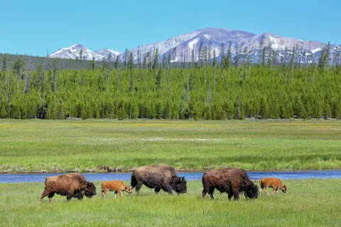 Female bison with calves grazing in Yellowstone National Park, Wyoming