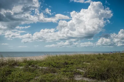 Native vegetation on South Lido public beach on a partially cloudy day, Sarasota, Florida