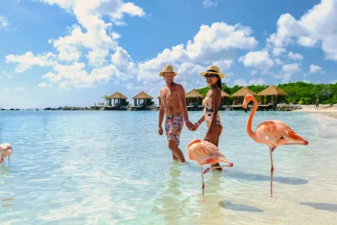 Aruba Beach with pink flamingos at the beach, a couple of men and women on the beach with pink flamingos at Aruba Island Caribbean.