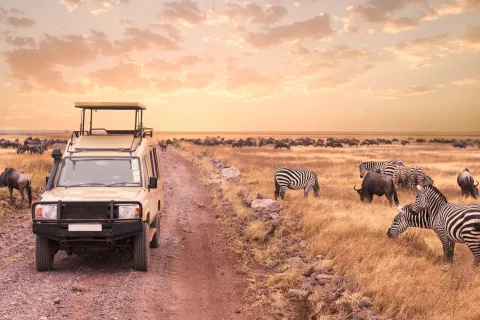 Game drive safari in Serengeti national park