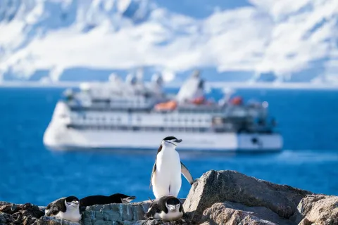 Chinstrap Penquin in front of the Aurora Expedions Greg Mortimer in antarctica
