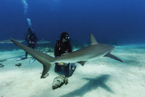 Enchantment of the Seas - Scuba Excursions