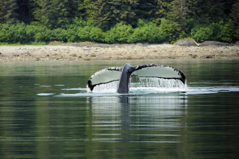 Frederick Sound, Alaska