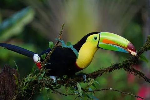 Puntarenas