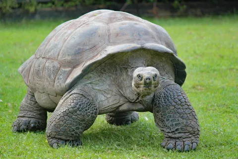 Aldabra Atoll