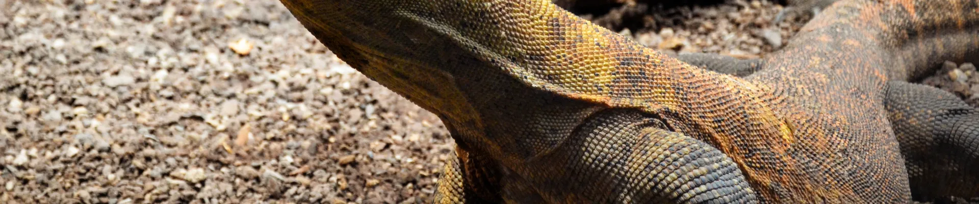 Komodo Island