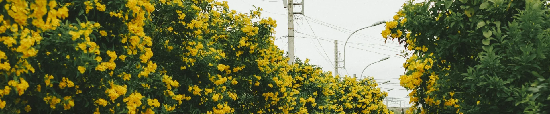 Ben Tre