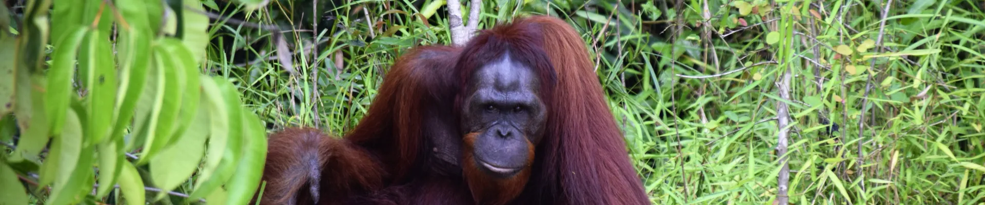 Sandakan, Sabah