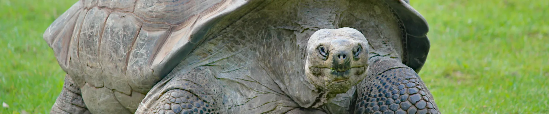 Aldabra Atoll