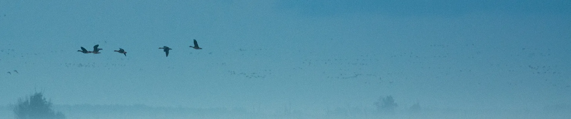 Lelystad