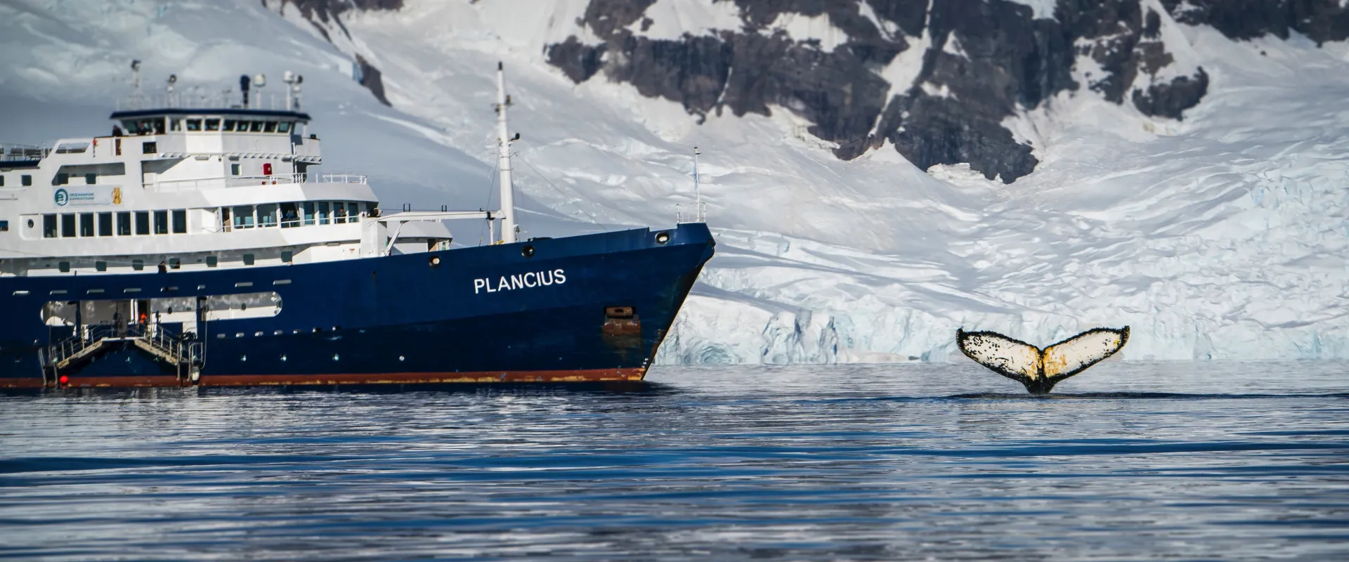 Falklands__South_Georgia__Ant_Peninsula____Fotografie_Dietmar_Denger-Oceanwide_Expeditions