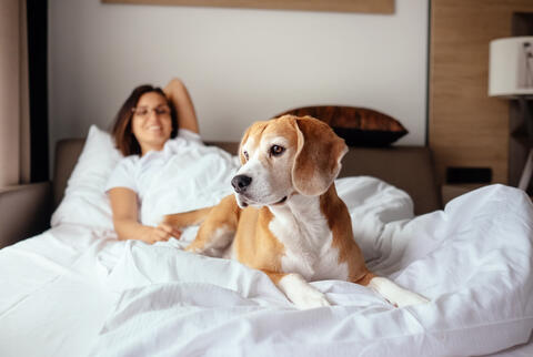 Dog Hotel