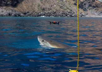 Great White Shark Breach at Guadalupe Island