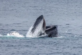 Humpback Feeding