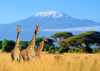 Kenya Giraffe