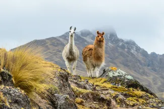 Alpaca Peruvian Andes