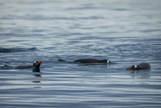 Gentoo Antarctica