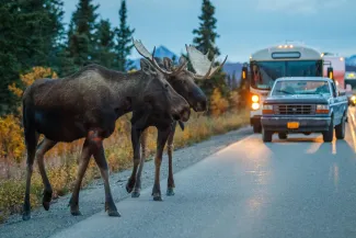 Moose