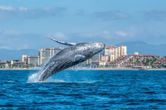 Puerto Vallarta Humpback Whale