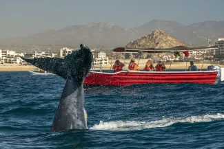   Los Cabos