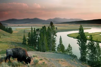 Yellowstone Bison