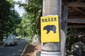 Bear Crossing