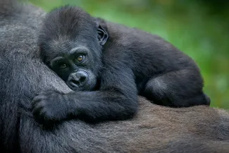  Rwanda's Gorillas
