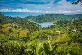 Fields by lake Kivu, Rwanda