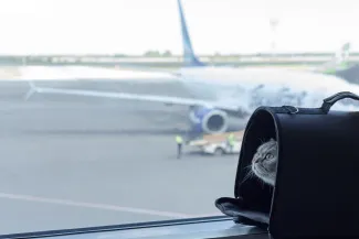 Cat on plane
