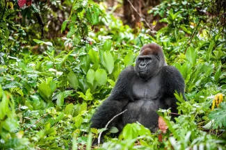 Portrait of a mountain gorilla at a short distance. gorilla close up portrait.