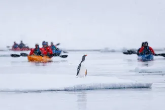 Penguin on bergy bit in the gullet antarctica