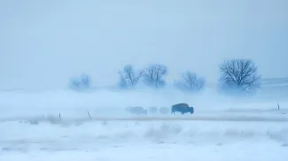 A herd of bison moving through a blizzard, their breath visible in the cold air.