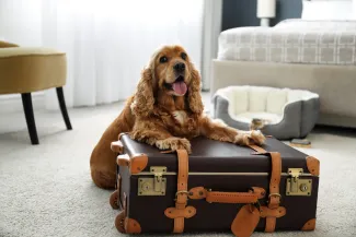 Dog on suitcase in hotel during road trip