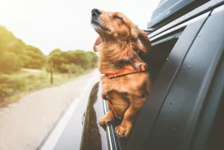 Dachshund dog riding in car and looking out from car window. Happy dog enjoying life. Dog adventure