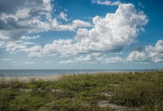 Native vegetation on South Lido public beach on a partially cloudy day, Sarasota, Florida