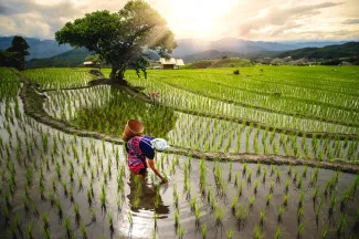 Farmers working in rice terraces at Baan Bong Piang, Chiang Mai, Thailand.
