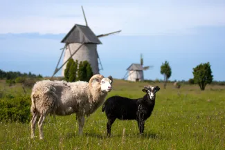 Gotland Sheep