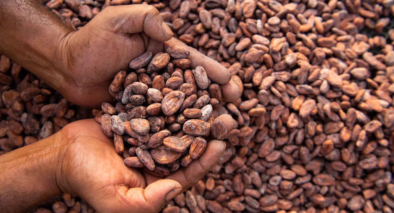 Cacao - Hashim Badani Cacao - Hashim Badani