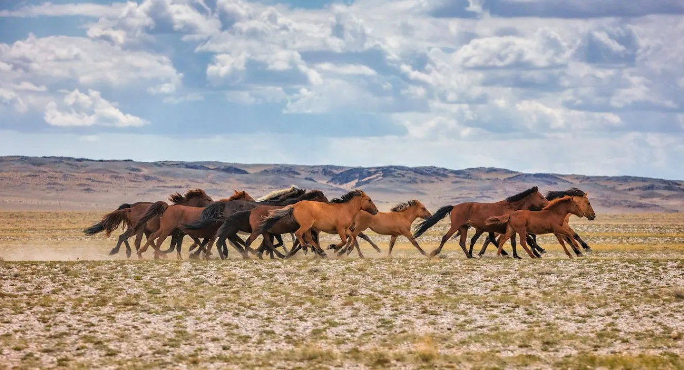 Mongolian Horses Mongolian Horses