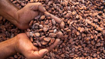 Cacao - Hashim Badani